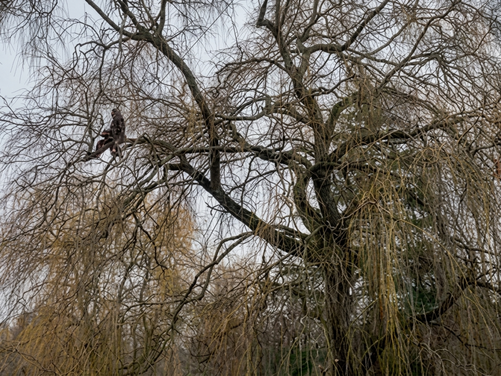 dead wooding in chobham