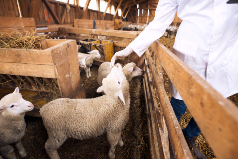 Best Feeds for Sheep